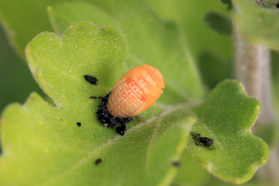 Hippodamia variegata - ciclo vitale